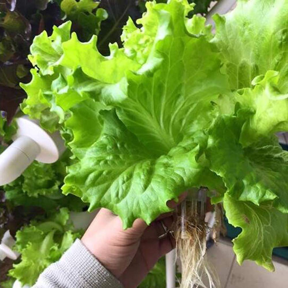 System hydroponiczny do uprawy – Hydroponic Growing System 36 Site recenzja i cena